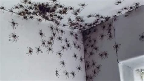 Baby huntsman spiders invade Australian home - Owl Connected