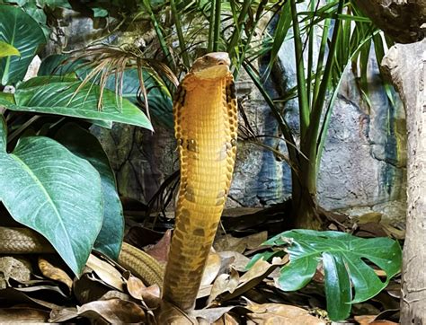 November's Featured Animal: The King Cobra