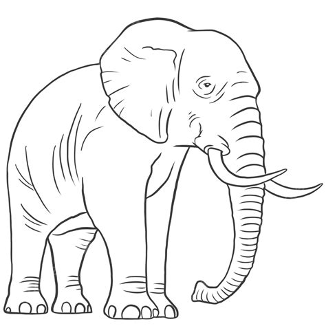 Elephant Line Art, Elephant Drawing, Ant Drawing, Elephant Sketch PNG and Vector with ...