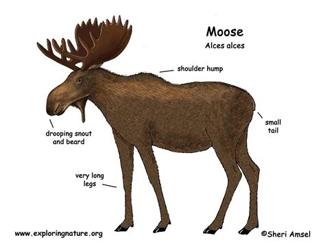 Moose