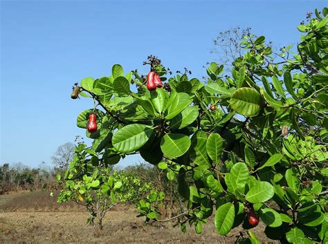 cashew nuts, fruit, tree, anacardiaceae, mango family, ripe, red, india, plant, growth | Pxfuel