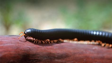 Giant African Millipede | San Diego Zoo Animals & Plants