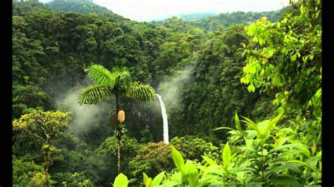 Relaxing Rainforest Sounds - YouTube