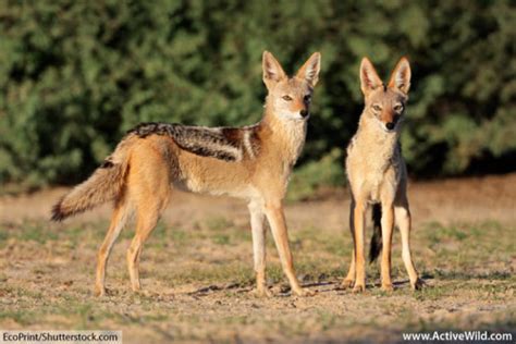 Black-Backed Jackal Facts, Pictures, Video & Information. Discover An Intelligent & Adaptable ...