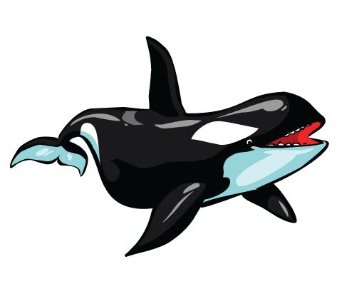 Free Orca Cliparts, Download Free Orca Cliparts png images, Free ClipArts on Clipart Library