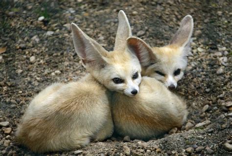 Young Specimens of Fennec Fox with Long Ears Stock Image - Image of brothers, couple: 29675561