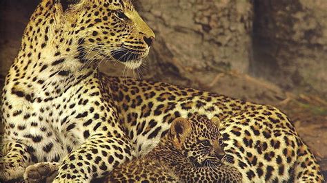 Petition · SAVE THE JAGUARS - Australia · Change.org