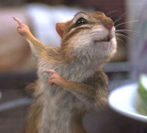 Funny Chipmunk | Funny Animals