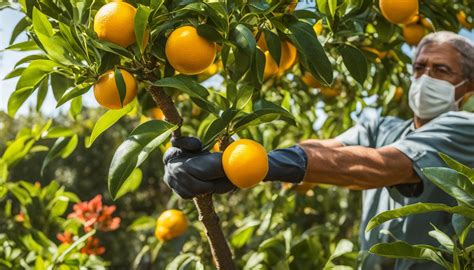 Expert Guide to Seasonal Organic Care for Citrus Trees