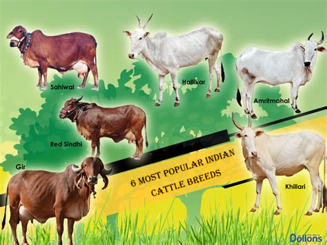 Best Native Cow Breeds In India - All About Cow Photos