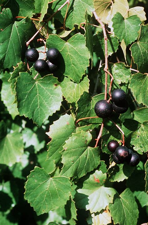 Vegetable and Fruit Gardening in SW Florida: Muscadine Grape (Muscadinia rotundifolia)