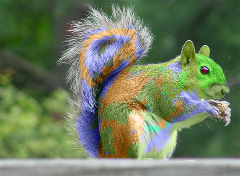 Rainbow Squirrel 1 by CanYouSayRawr on DeviantArt