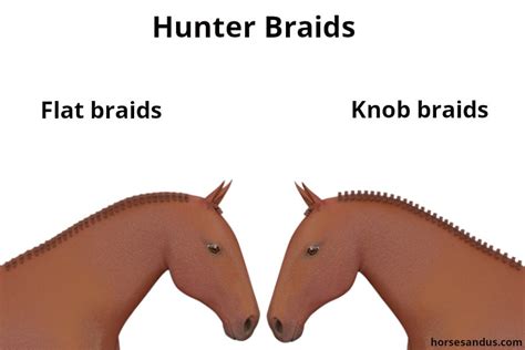 6 Most Popular Horse Mane Braiding Styles (Illustrated) - Horses and Us