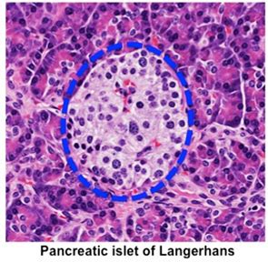 Pancreas Histology Alpha Cells