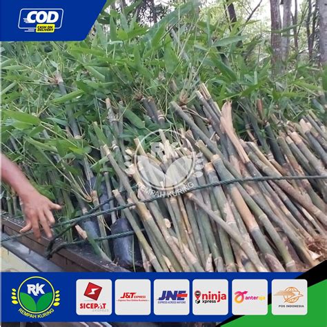 Jual Bambu petung / Bibit bambu petung termurah terlaris | Shopee Indonesia