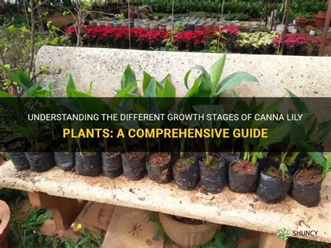 Understanding The Different Growth Stages Of Canna Lily Plants: A Comprehensive Guide | ShunCy