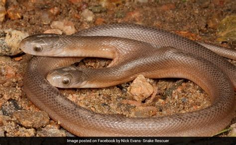 "A Strange Sight": Rare Two-Headed Snake Rescued In South Africa