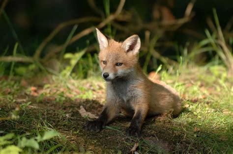 What is a Baby Fox Called? Baby Fox Facts and Pictures