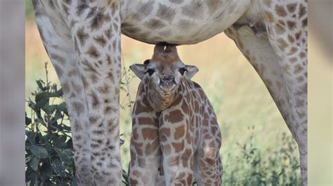 The first moments of a baby giraffe's life | king5.com