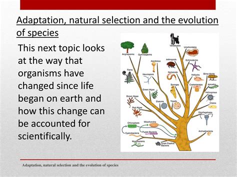 PPT - Adaptation, natural selection and the evolution of species ...