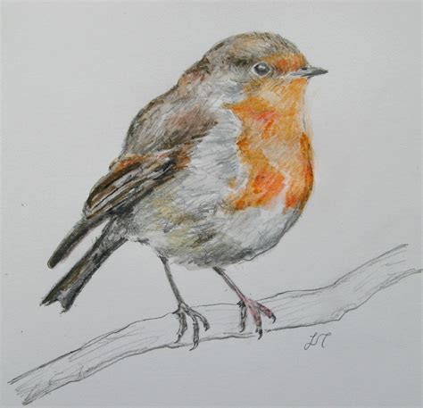 Robin Outline Drawing at PaintingValley.com | Explore collection of Robin Outline Drawing