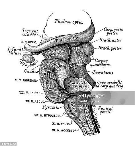 Pons Anatomy Photos and Premium High Res Pictures - Getty Images