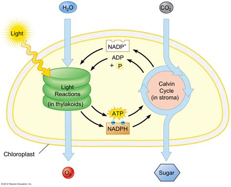 Light Reactions: the initial reactions in photosynthesis; begins with the absorption of light by ...