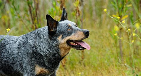 261 Blue Heeler Names - Trending To Traditional And Cattle Dog Themed