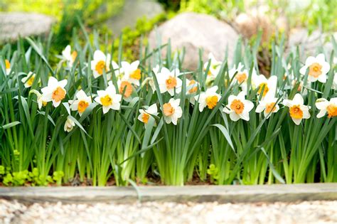 How and When to Plant Daffodil Bulbs