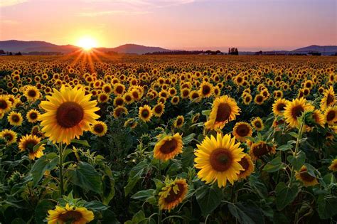 Sunflower Field Sunset Wallpapers - Top Free Sunflower Field Sunset ...