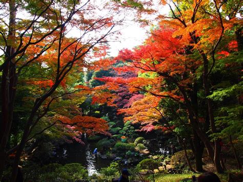 8 Autumn Scenery You Can Find in Tokyo | tsunagu Japan