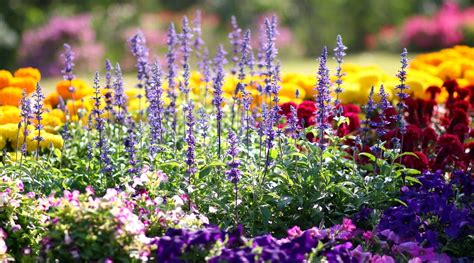 21 Companion Plants to Grow With Petunias This Season