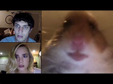 Unfriended: Hamster Webcam | Staring Hamster | Know Your Meme