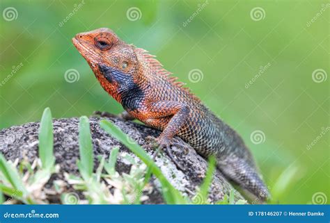 Close-up View of a Male Oriental Garden Lizard Stock Image - Image of close, agamid: 178146207