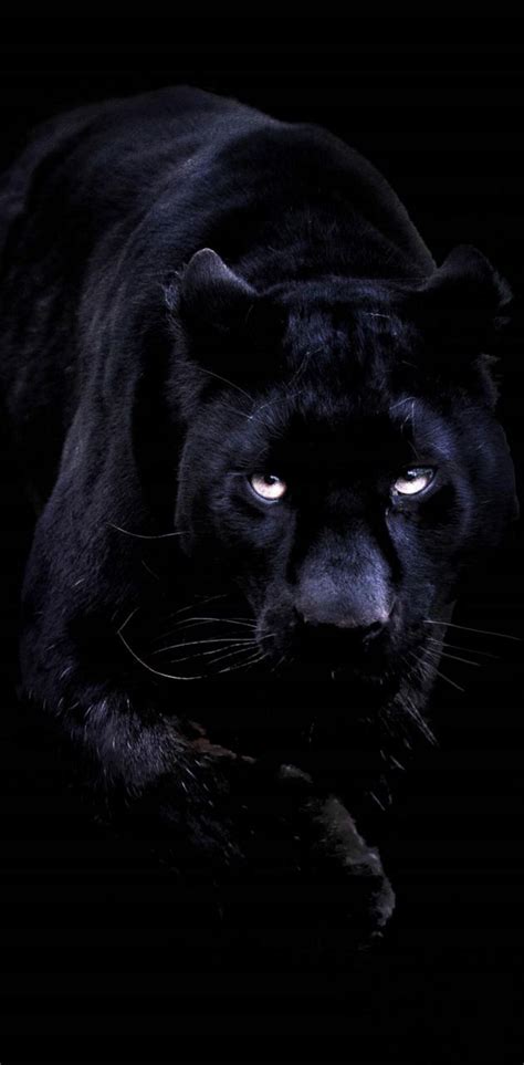 Panther Eyes Wallpapers - Wallpaper Cave