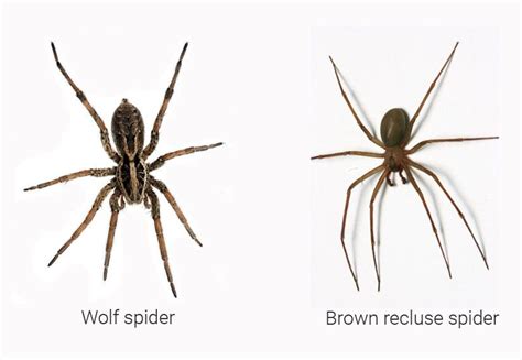 Wolf Spider Brown Recluse Comparison