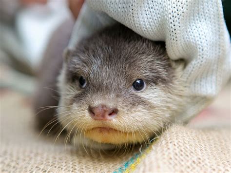 One of Perth's New Otter Pups Is Wrapped Up and Cozy — The Daily Otter