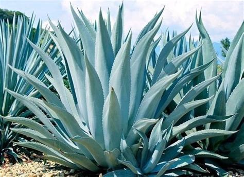 Blue Agave Agave Tequilana Live Plant | Etsy