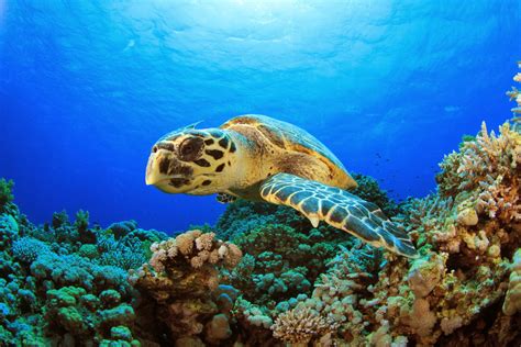 Hawksbill sea turtle - Animals World