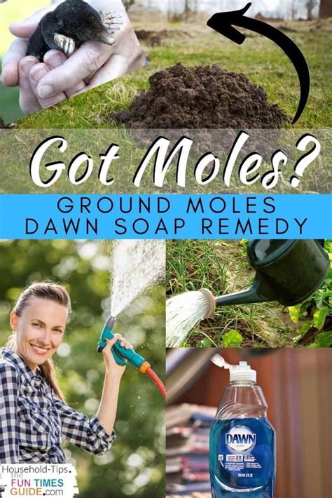 How to get rid of moles in your yard the ultimate guide to ground mole removal from a pest ...