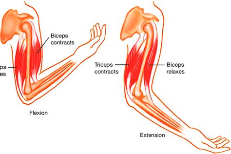 Biceps and triceps muscles. | Download Scientific Diagram