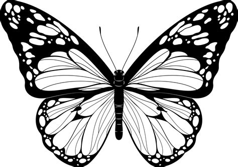 Beautiful Butterfly Black and White Butterfly vector illustration Realistic hand drawn Butterfly ...