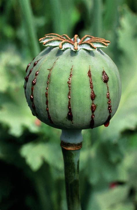 Unripe Seed Capsule Of Opium Poppy Photograph by Dr Jeremy Burgess/science Photo Library. | Pixels