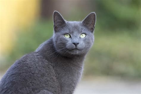 7+ Facts About Russian Blue Cats [Personality, History, Health & More]