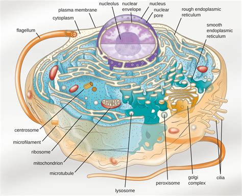 Eukaryotic Animal Cell Inside : Cellular Life Processes What S Inside - We did not find results ...