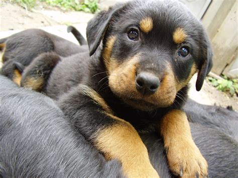 Puppies For Sale: Rottweiler Puppies For Sale now