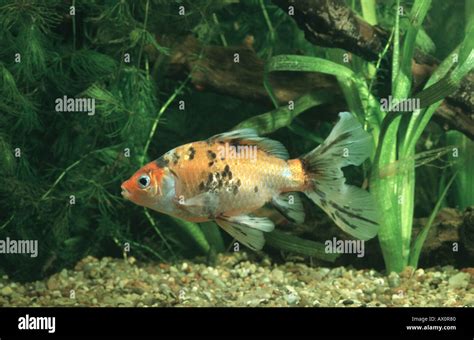 goldfish, common carp (Carassius auratus), Shubunkin breeding form Stock Photo - Alamy