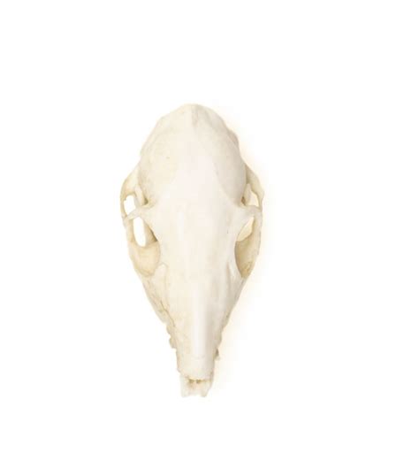 Tree Shrew Skull Replica