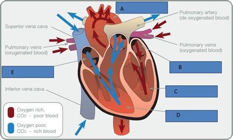 L2 anatomy and physiology test Revision: Heart and Lungs