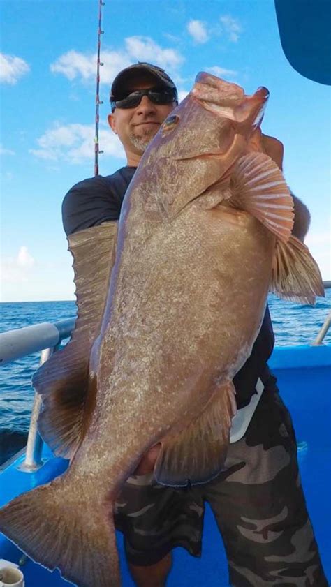 Red grouper fish - factsmilo